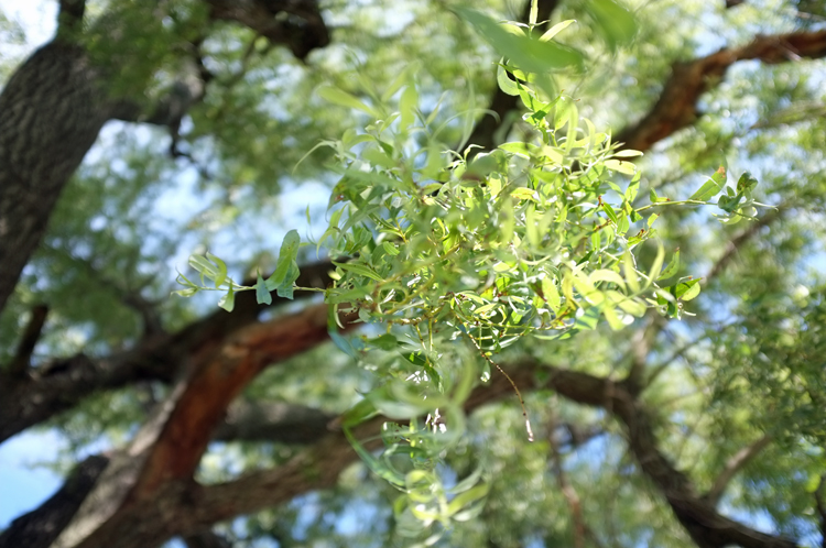 upward view of willow tree