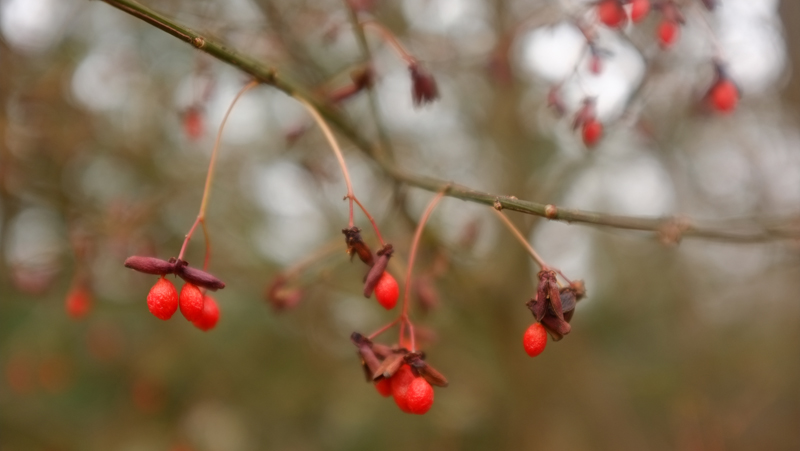 winterberries2